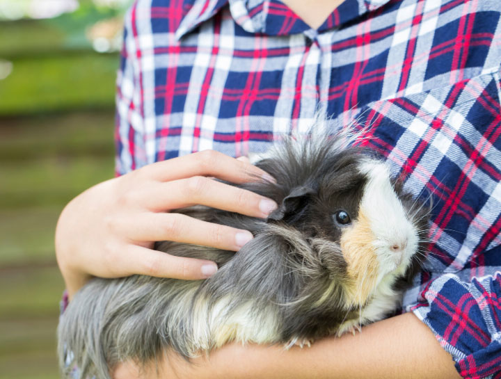 Calhoun Small Animal Veterinarian