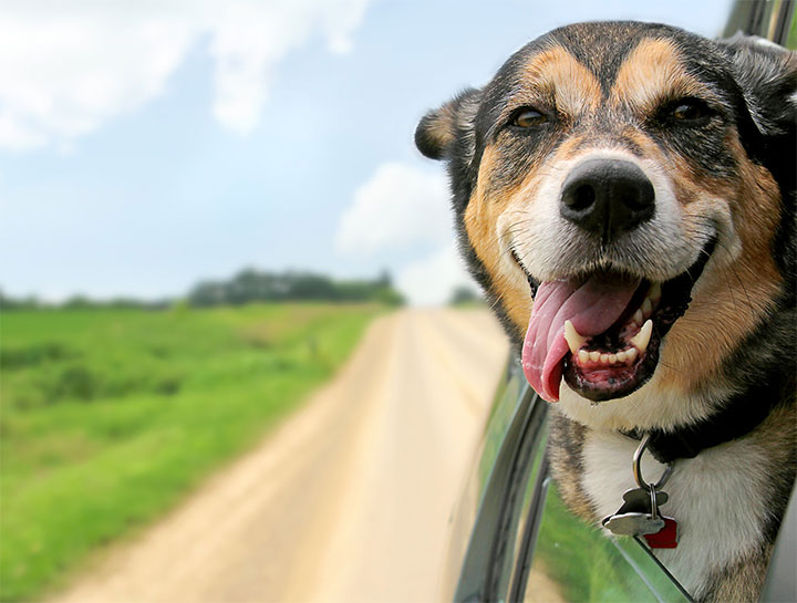 Calhoun Pet Dentists